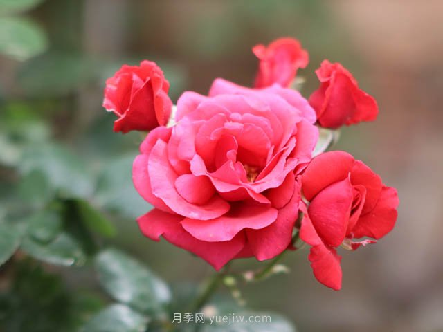 街拍美麗的月季花，大家共同的市花(圖1)