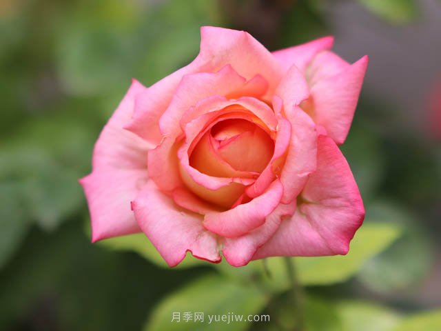 街拍美麗的月季花，大家共同的市花(圖2)