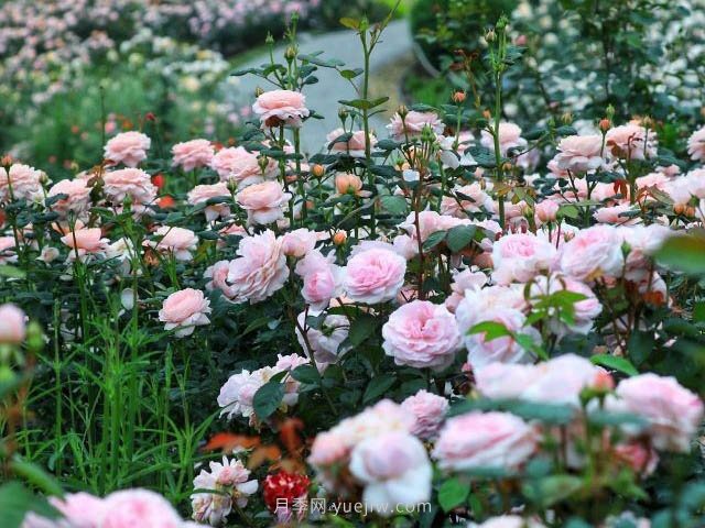 奧斯汀月季園，湖州一個國內(nèi)頂級的月季花園(圖1)