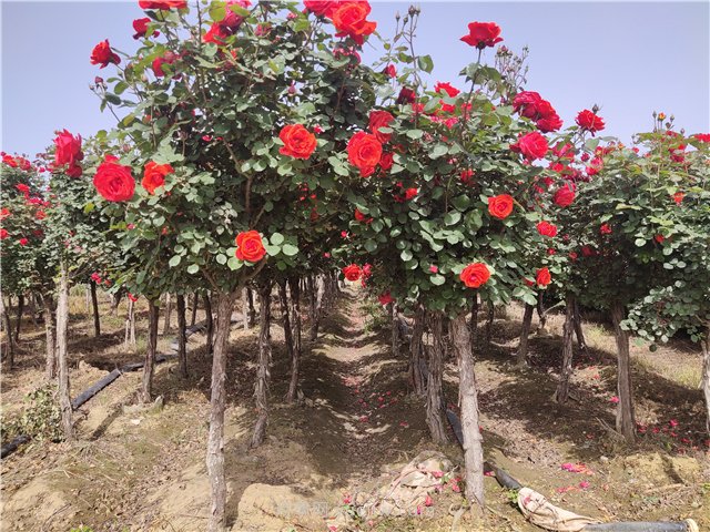 樹(shù)狀月季植樹(shù)施工步驟及注意事項(xiàng)(圖1)