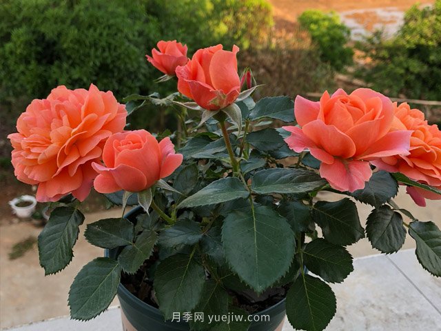 土星王陽臺(tái)月季，非常值得入手的盆栽月季(圖1)