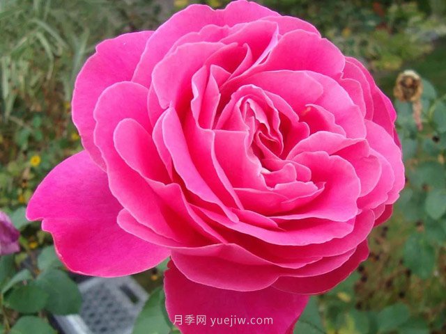 全世界每一個月季品種園里，都會有一種和平月季寧靜祥和地盛開(圖7)