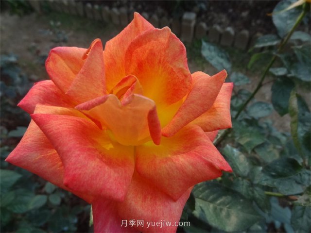篝火月季的優(yōu)缺點是什么？(圖1)