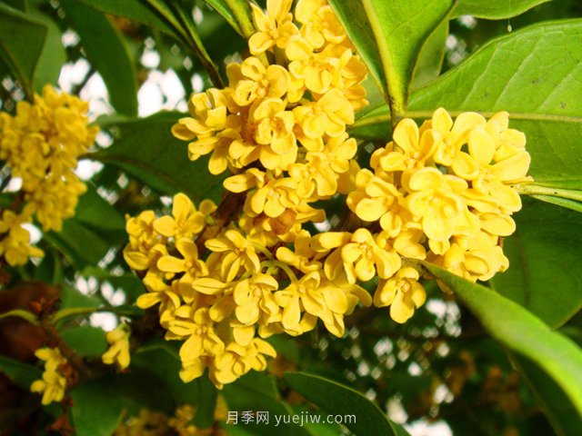 桂花樹不能隨便挪，移栽時間和如何養(yǎng)護(圖1)
