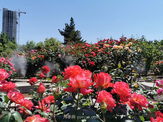 賞鄭州月季公園，相看誰有此花香(圖1)