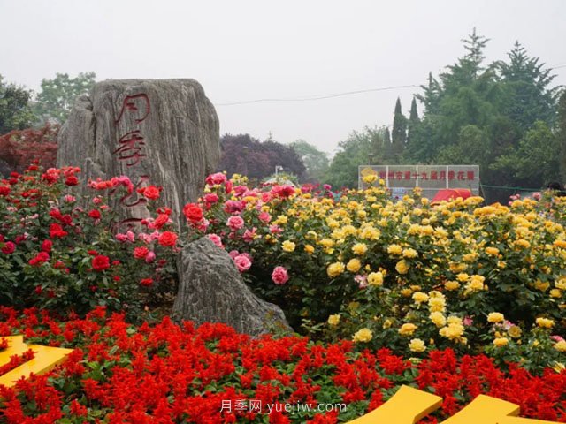 賞鄭州月季公園，相看誰有此花香(圖3)
