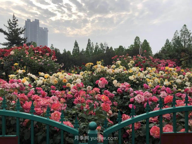 賞鄭州月季公園，相看誰有此花香(圖2)