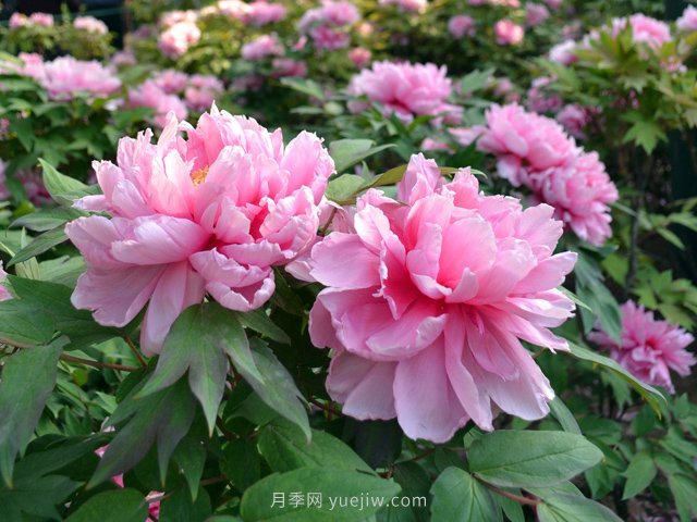 牡丹憑啥能脫穎而出成為國花？如何種植牡丹？(圖1)