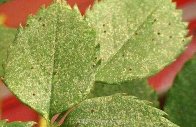 夏季高溫紅蜘蛛危害達到高峰，怎樣有效進行防治？(圖1)