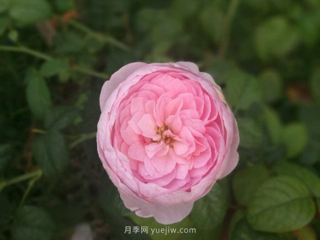 花友淘汰掉的10種月季，缺點(diǎn)多于優(yōu)點(diǎn)，是這樣嗎(圖3)