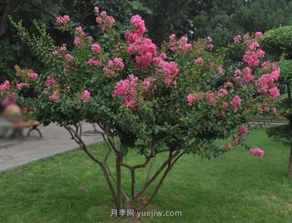 叢生拼栽苗木怎么種才能賺大錢？(圖1)