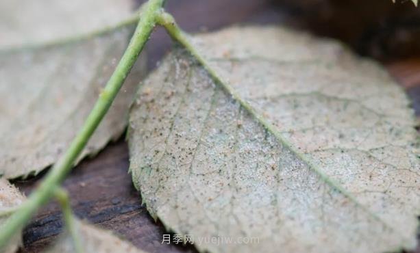 紅蜘蛛，夏季月季頭號害蟲，有一整套防治方法(圖1)