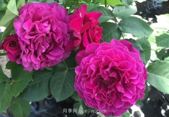 十大日本河本純子月季品種推薦，讓你欲罷不能(圖6)