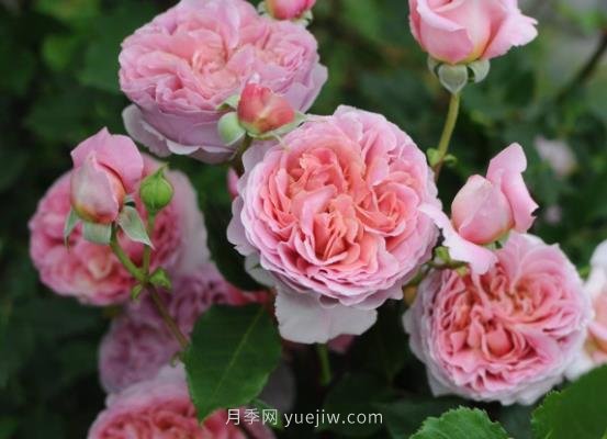 十大日本河本純子月季品種推薦，讓你欲罷不能(圖5)