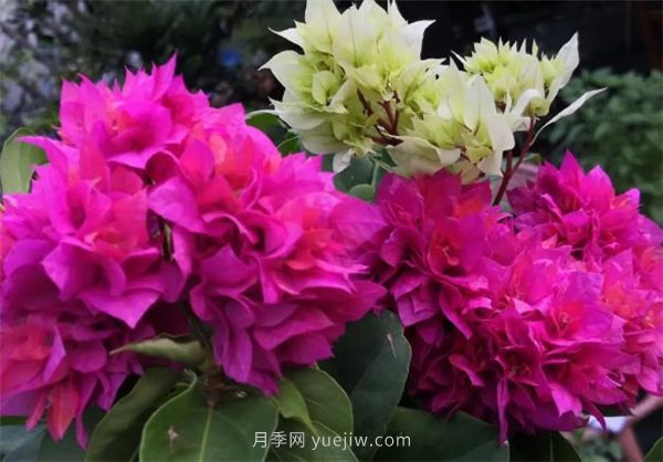 夏季養(yǎng)花要選對(duì)品種，推薦6種花卉適合高溫(圖1)