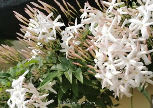 夏季養(yǎng)花要選對(duì)品種，推薦6種花卉適合高溫(圖3)