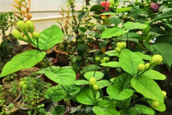 夏季養(yǎng)花要選對(duì)品種，推薦6種花卉適合高溫(圖2)