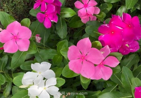 夏季養(yǎng)花要選對(duì)品種，推薦6種花卉適合高溫(圖4)