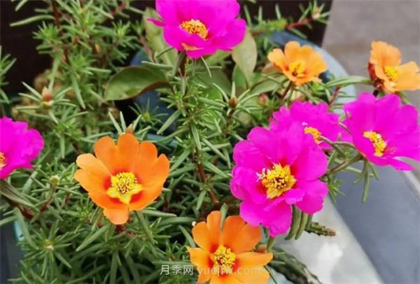 夏季養(yǎng)花要選對(duì)品種，推薦6種花卉適合高溫(圖5)
