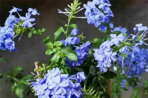 夏季養(yǎng)花要選對(duì)品種，推薦6種花卉適合高溫(圖6)