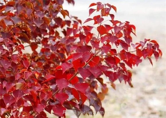 園林景觀中的12個(gè)紅葉苗木有哪些？(圖6)