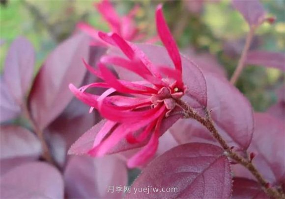 園林景觀中的12個(gè)紅葉苗木有哪些？(圖1)