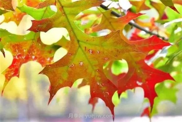 園林景觀中的12個(gè)紅葉苗木有哪些？(圖8)