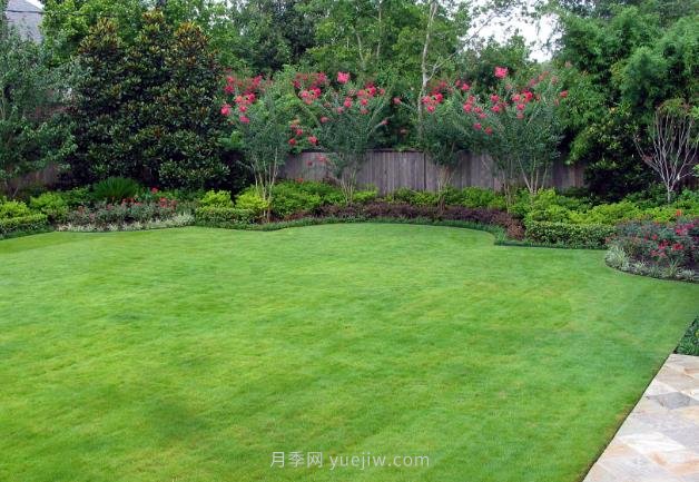 高溫季節(jié)如何鋪植草坪，減少發(fā)黃枯死？(圖1)