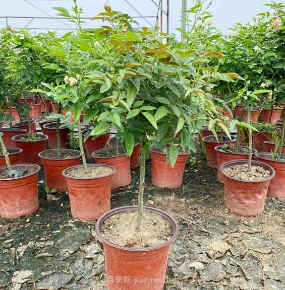 夏天能買月季苗么？盆栽月季苗成活率99.9%，就買她(圖2)