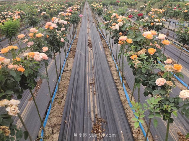 為什么越來越多的人愛上樹狀月季，這款新型品種，確實漂亮(圖1)