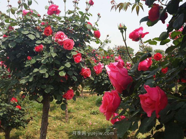 為什么越來越多的人愛上樹狀月季，這款新型品種，確實漂亮(圖2)