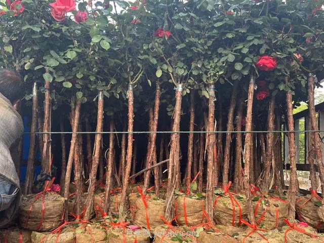 為什么栽植兩年后的苗木會出現(xiàn)小枯枝？(圖1)