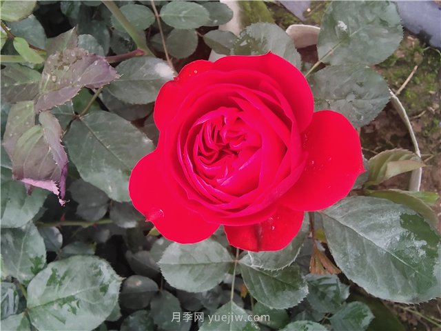 耐曬耐熱花型飽滿(mǎn)，7月適合養(yǎng)的4個(gè)月季品種推薦(圖1)