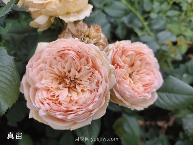 耐曬耐熱花型飽滿(mǎn)，7月適合養(yǎng)的4個(gè)月季品種推薦(圖2)
