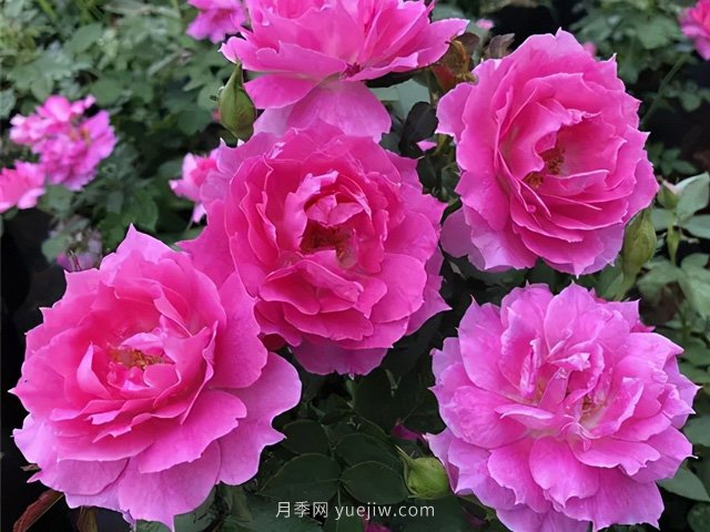 耐曬耐熱花型飽滿(mǎn)，7月適合養(yǎng)的4個(gè)月季品種推薦(圖3)