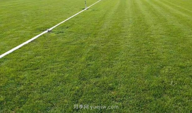 混播草坪的優(yōu)點(diǎn)缺點(diǎn)，每平方需要多少種子(圖1)