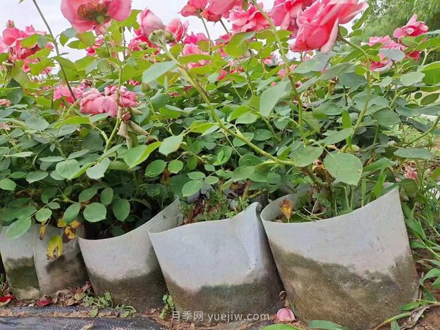 月季花海中的雜草怎樣清除？(圖1)