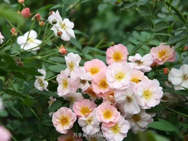 養(yǎng)賣花姑娘月季，花朵粉嫩可愛，留一個(gè)美麗(圖1)