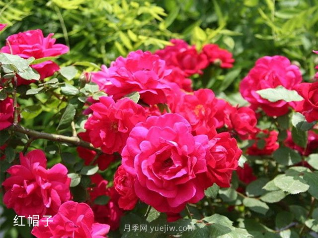 什么情況下可以占用永久基本農(nóng)田？補(bǔ)劃有什么要求？(圖1)