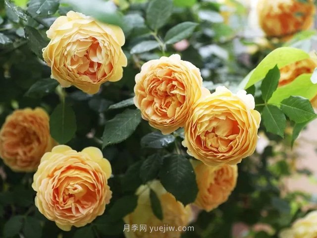 高溫天氣，該如何給月季植物保持水分？(圖1)