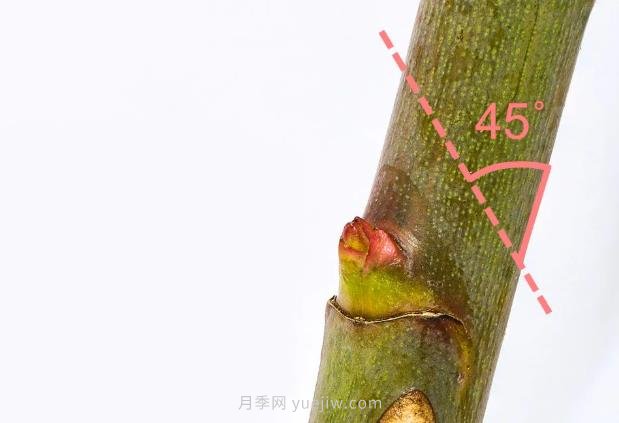月季花后應(yīng)該如何修剪？正確修剪方法(圖2)