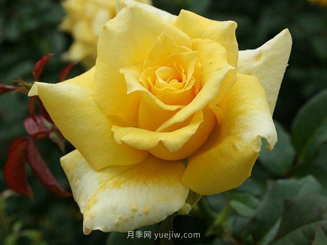 養(yǎng)花的十大好處，愛(ài)花的你一定要看！(圖1)