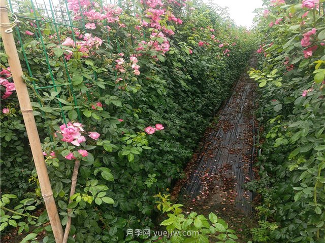 如何才能種植好藤本月季？(圖1)