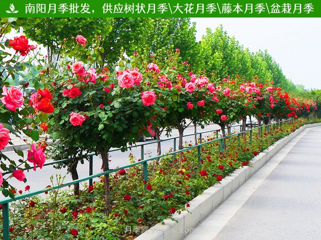 樹狀月季栽培管理技術和注意事項(圖2)