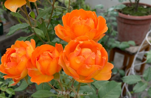 夏季入手藤本月季推薦5個品種，漂亮還好養(yǎng)(圖4)