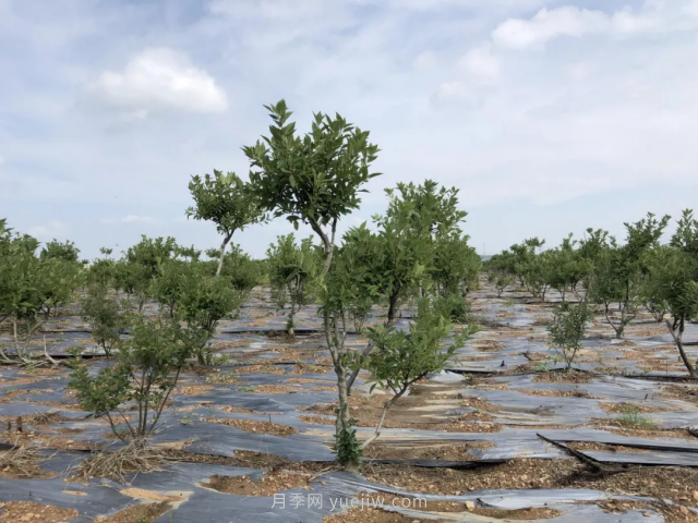 臨沂莒南北美冬青苗圃基地，可以做出上億產(chǎn)值(圖3)