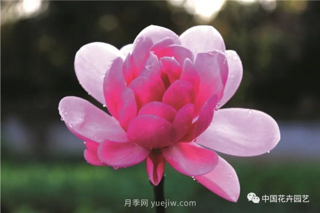 玉蘭新品種，走出宜昌五峰的紅花玉蘭(圖3)