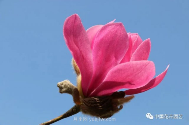 玉蘭新品種，走出宜昌五峰的紅花玉蘭(圖2)