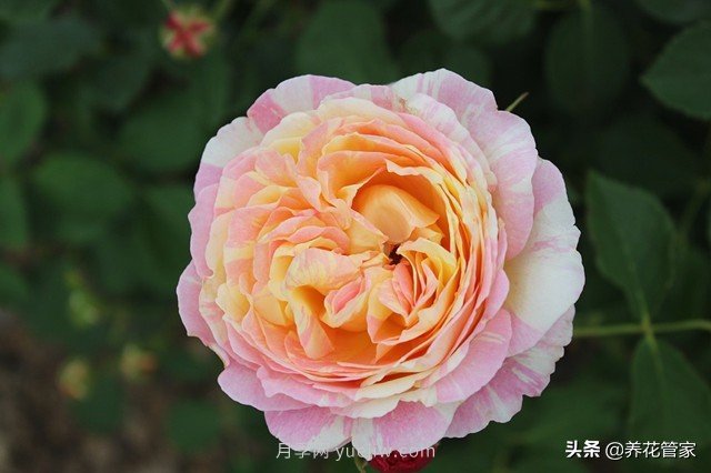 盤點(diǎn)五款耐熱耐曬月季，南方花友照樣養(yǎng)(圖2)