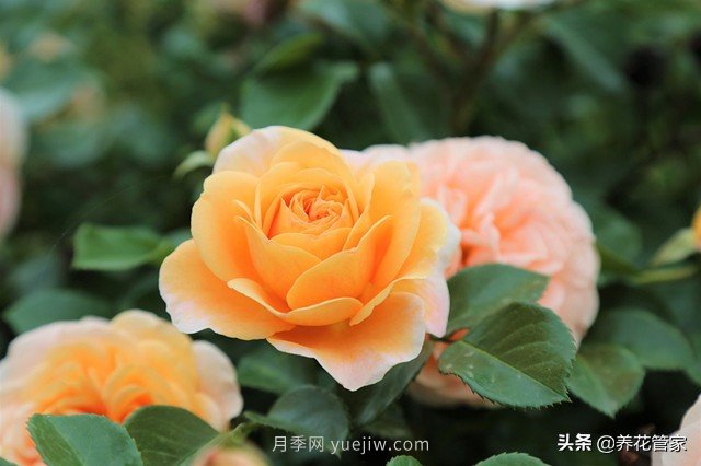 盤點(diǎn)五款耐熱耐曬月季，南方花友照樣養(yǎng)(圖1)